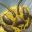 Free-Bees