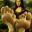 足部造型模拟器 – 专业版/HAELE 3D – Feet Poser Pro