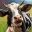 牧场主：新生活/Rancher: A new life