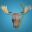 驼鹿潜行者/Moose Diver