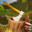 一款关于砍树的游戏/A Game About Chopping Trees