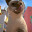 喵米：都市猫咪大乱/MEOWMI: City Cat Chaos