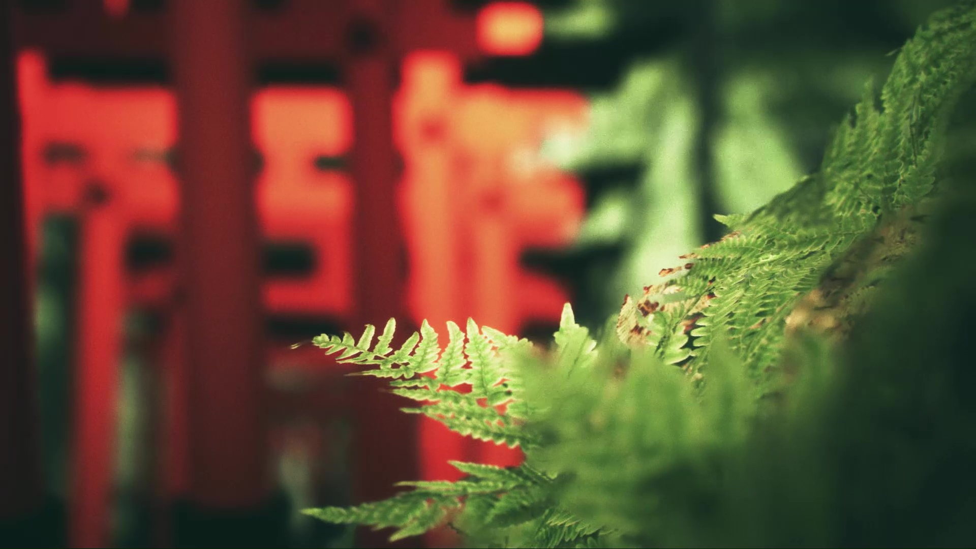 伏见稻荷大社 Explore Fushimi Inari - 2