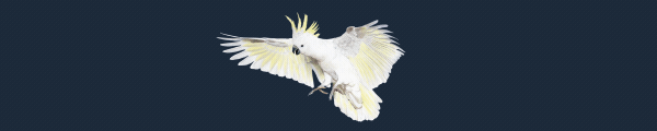展翅翱翔|WINGSPAN (展翅翱翔):大洋洲篇最新版官方中文免费下载-图片7