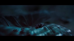 Video 5