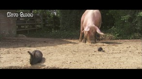 Video 3