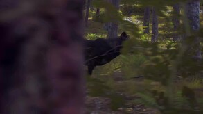Video 6