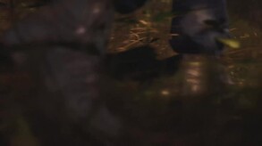 Video 8