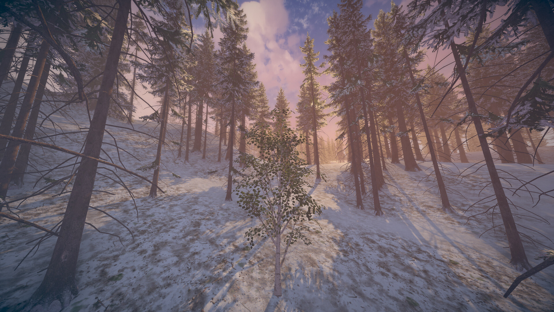 桦树模拟器|官方英文|Birch Simulator|大树模拟器|树木模拟器 - 14