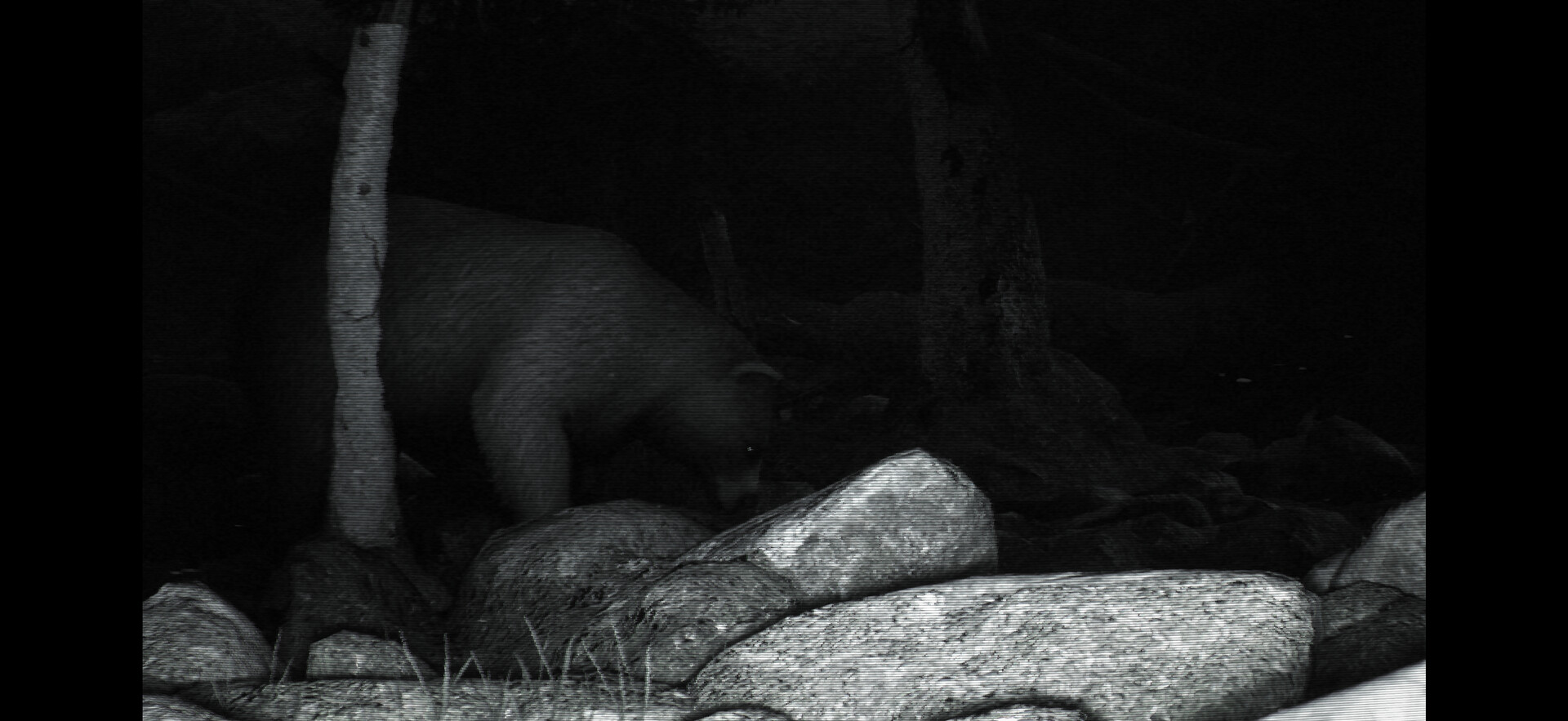 TRAILCAM游戏下载—熊猫单机