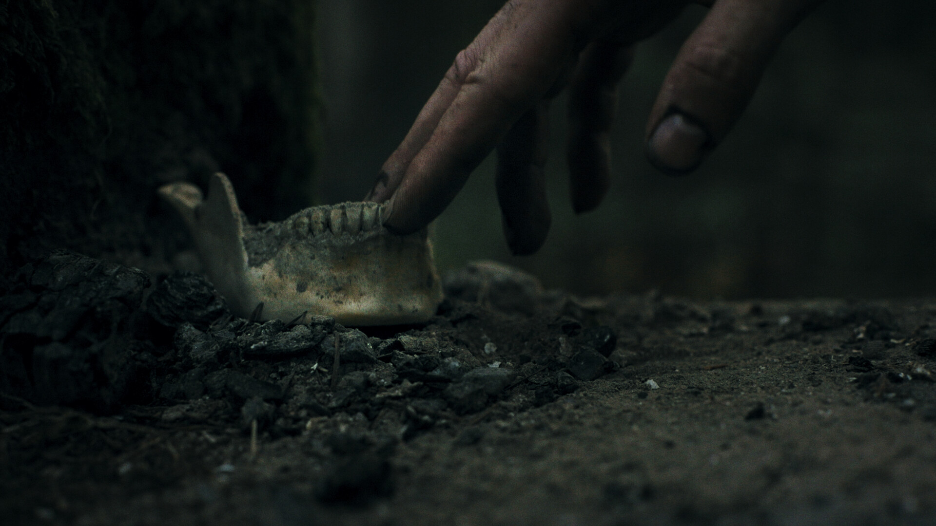 幽林深处/Heart of the Forest 截图 8