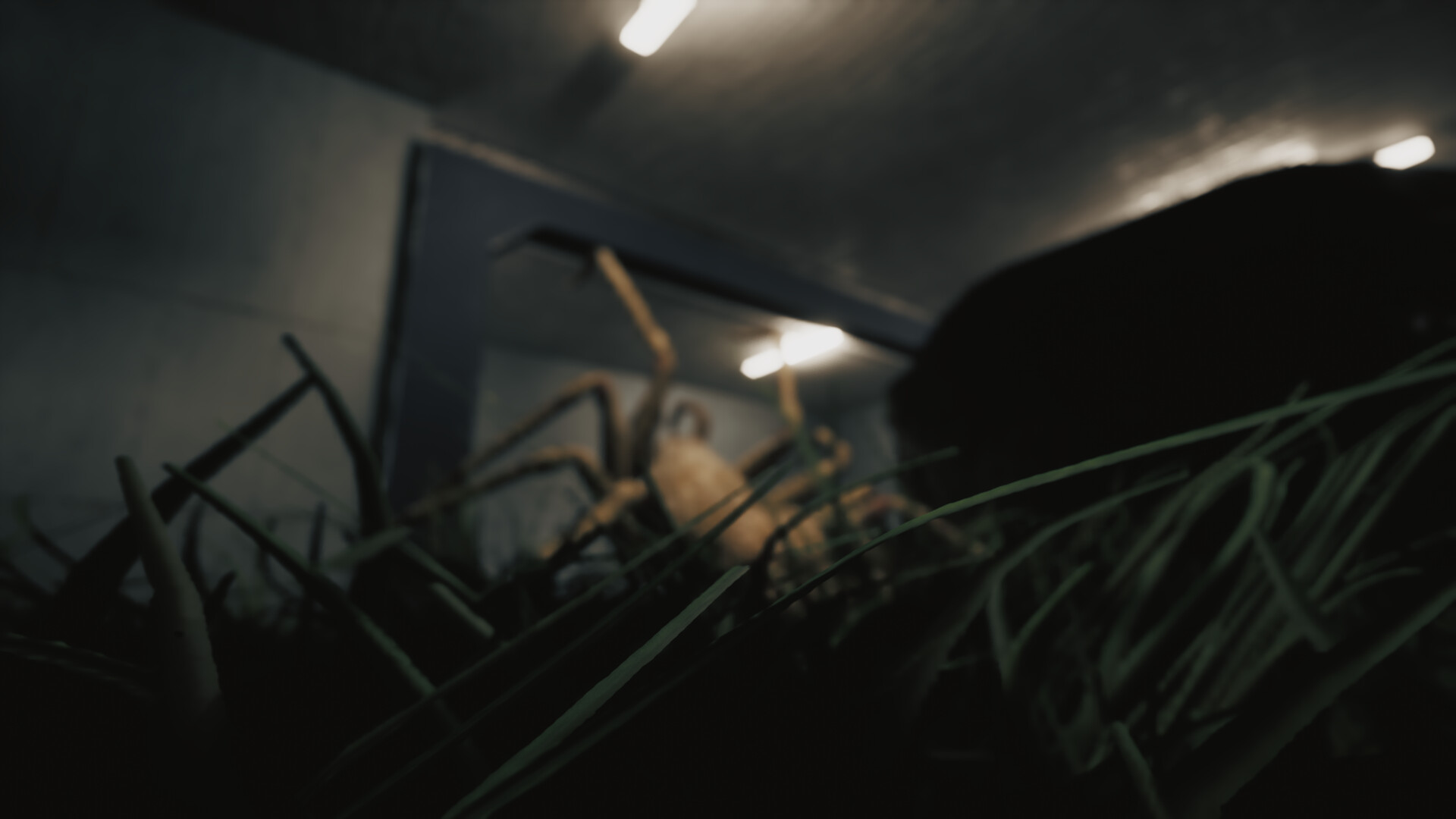 巨蛛猎手|官方中文|Huntsman - 10