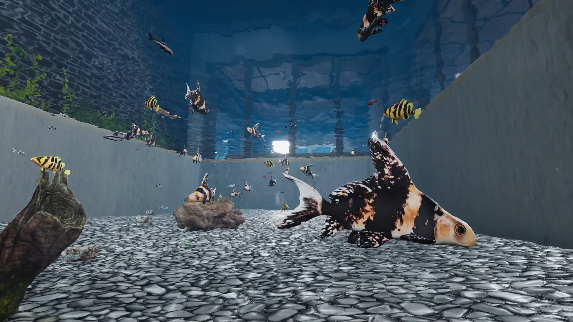 《建造水族馆,繁殖鱼类,拓展你的业务(Aquarist)》|Build 23511129+全DLC|中文|免安装硬盘版 《建造水族馆,繁殖鱼类,拓展你的业务(Aquarist)》|Build 23511129+全DLC|中文|免安装硬盘版