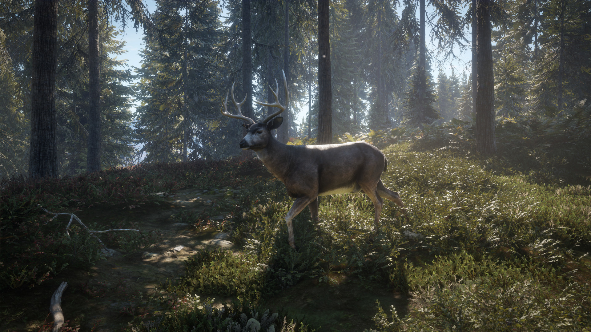 图片[4]-猎人：荒野的召唤终极版 萨尔茨维森 | theHunter: Call of the Wild – Salzwiesen Park-Agame游戏中心
